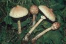 Macrolepiota mastoidea, grbičasti dežnik