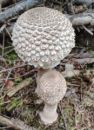 Macrolepiota prominens, beli dežnik