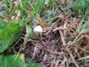 Marasmius graminum, travniška sehlíca