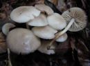 Marasmius wynneae, vijoličasta sehlíca