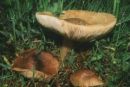 Melanoleuca grammopodia, črtasta gostolistka