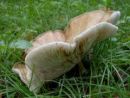 Melanoleuca grammopodia, črtasta gostolistka