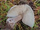 Melanoleuca luteolosperma, žoltotrosna gostolistka