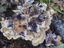 Meripilus giganteus, črneča velezraščenka