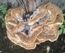 Meripilus giganteus, črneča velezraščenka
