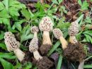 Morchella americana, (ameriški smrček)
