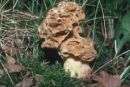 Morchella crassipes, debelobetni smrček