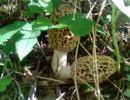 Morchella esculenta, užitni smrček