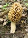 Morchella esculenta, užitni smrček