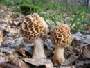 Morchella esculenta, užitni smrček