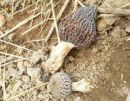 Morchella pragensis, praški smrček