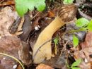 Morchella semilibera, šilasti smrček