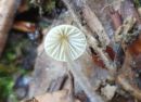 Mycena citrinomarginata, rumenoroba čeladica