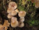 Mycena inclinata, pripognjena čeladica