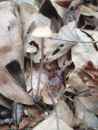 Mycena sanguinolenta, krvosočna čeladica