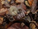 Mycena silvae-nigrae, alkalna čeladica