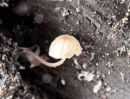 Mycena supina, upognjena čeladica