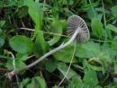 Mycenella salicina, vrbova žametnica