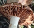 Naucoria salicis, 