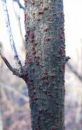 Nectria cinnabarina, cinobrasta bradavička