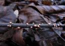 Nectria cinnabarina, cinobrasta bradavička