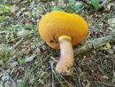 Neoboletus xanthopus, rumenobetni novogoban