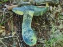 Neoboletus xanthopus, rumenobetni novogoban