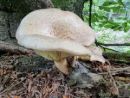 Neolentinus lepideus, luskata nazobčanka