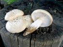 Neolentinus lepideus, luskata nazobčanka