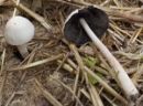 Panaeolus antillarum, beli govnar