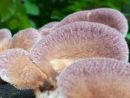 Panus neostrigosus, pusti strnjenec