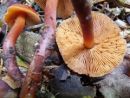 Phaeocollybia christinae, oranžna temačnica