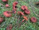Phaeocollybia jennyae, (zeljarska temačnica)