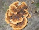 Phaeolus schweinitzii, žoltorobi rjavopor
