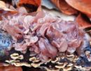 Phaeotremella foliacea, listasta drhtavčica