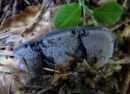 Phellodon niger, črni plutozob