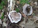 Phellodon tomentosus, blazinasti plutozob