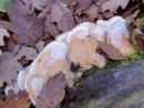 Phlebia tremellosa, drhtava žilnica