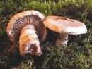 Phlegmacium argutum, neprijetna sluzarka