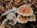 Phlegmacium vulpinum, lisičja sluzarka