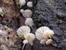 Phloeomana alba, belkasta čeladka