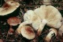 Pholiota lenta, bledi luskinar