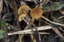 Pholiotina teneroides, (žlebičasti luskinček)