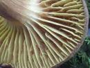 Phylloporus pelletieri, (rdeči prekatnik)