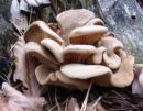 Phyllotopsis nidulans, gnezdasti listar