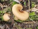 Picipes badius, smolasta luknjičarka