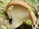 Picipes badius, smolasta luknjičarka