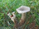 Picipes melanopus, mekinasta luknjičarka