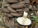 Pleurotus columbinus, golobičji ostrigar