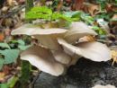 Pleurotus ostreatus, bukov ostrigar